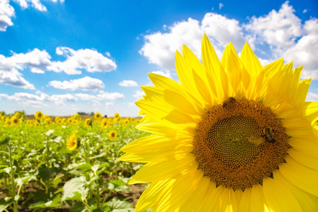 夏日晴空万里向日葵花海摄影图片