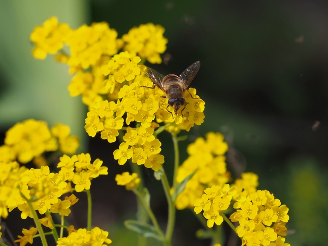 蜜蜂停歇在油菜花上图片