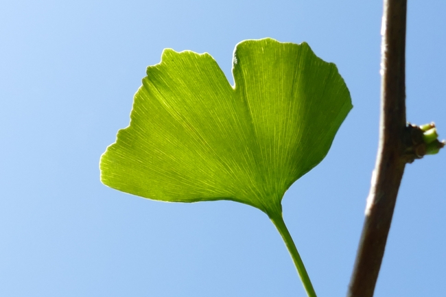 蓝色天空绿色银杏叶图片