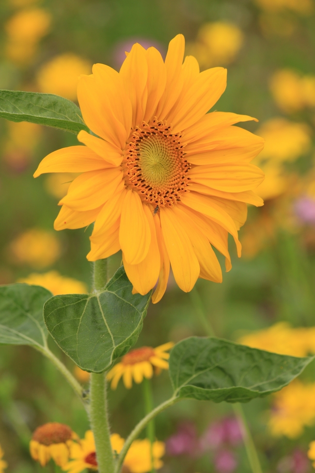 黄色野生向日葵花摄影图片