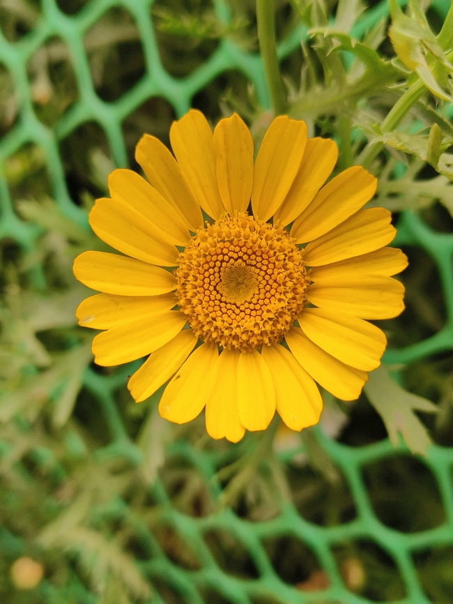 春天黄色金鸡菊图片