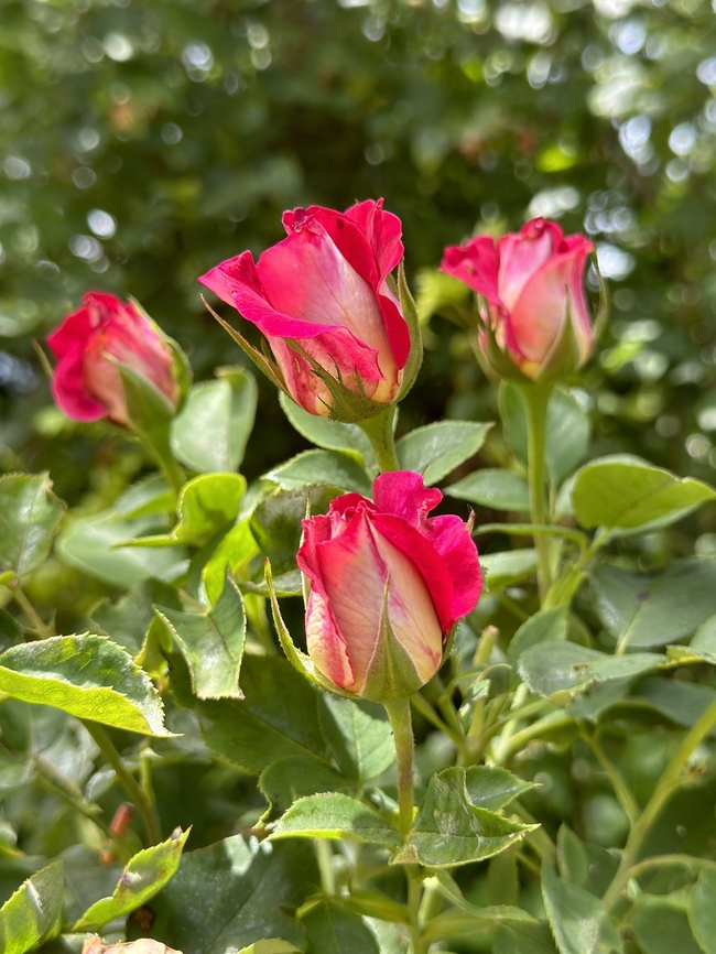 春天含苞待放山野玫瑰花苞图片
