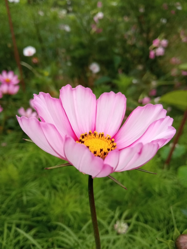 唯美粉色淡雅格桑花图片