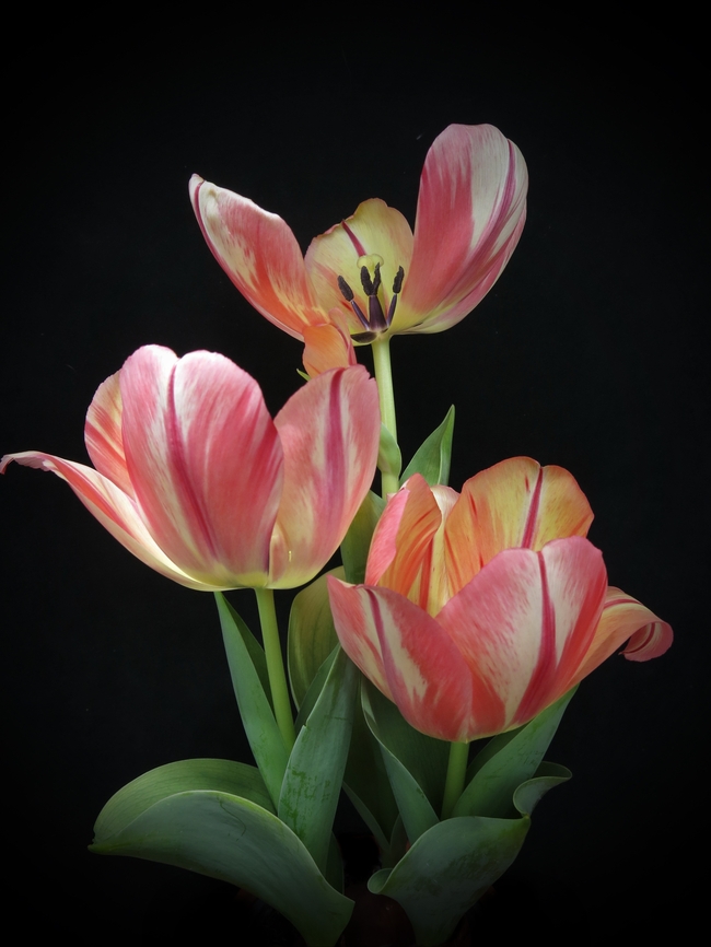 唯美粉色郁金香花摄影图片