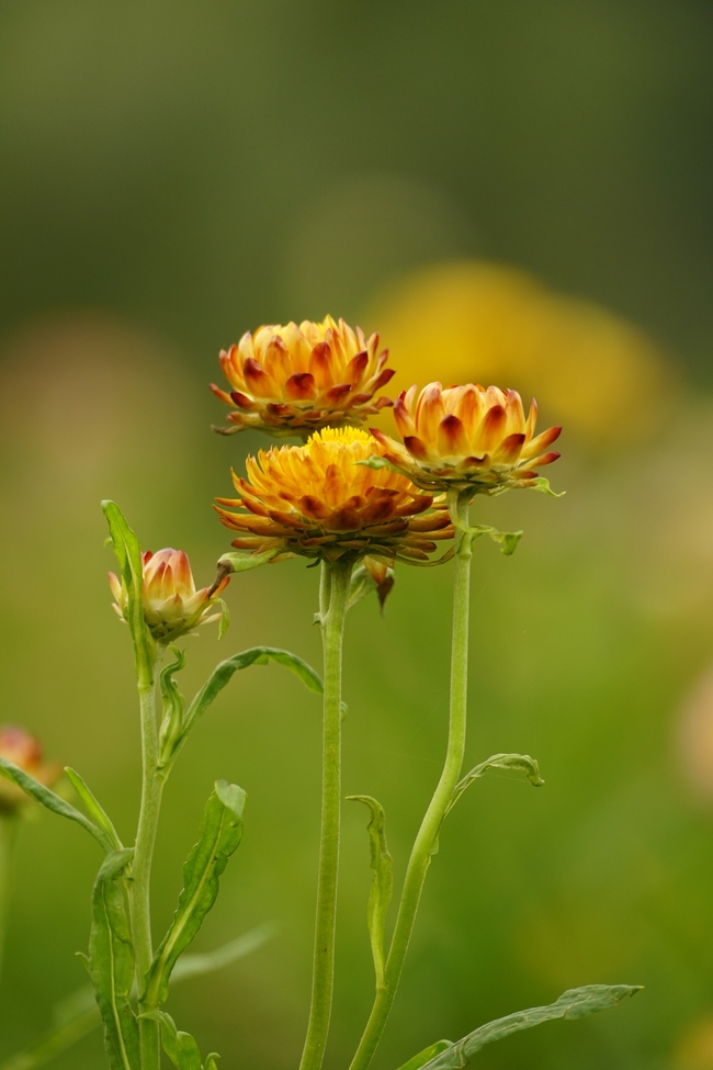 野生麦秆菊微距特写摄影图片