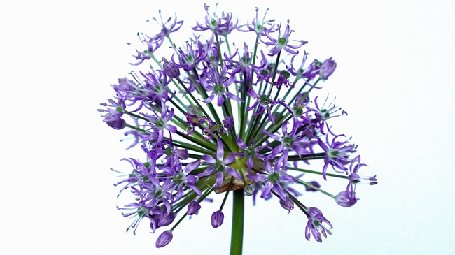 紫色大花葱摄影图片