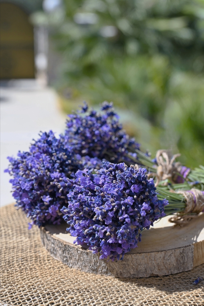 扎捆的紫色薰衣草花束摄影图片