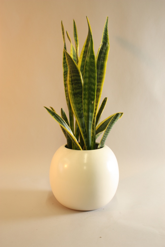 盆栽虎皮兰图片