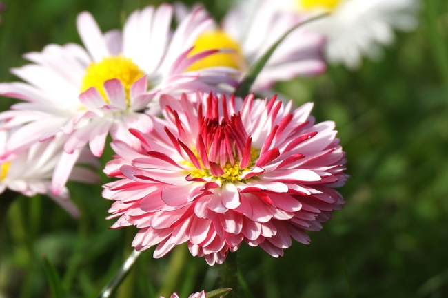 七彩雏菊微距特写摄影图片