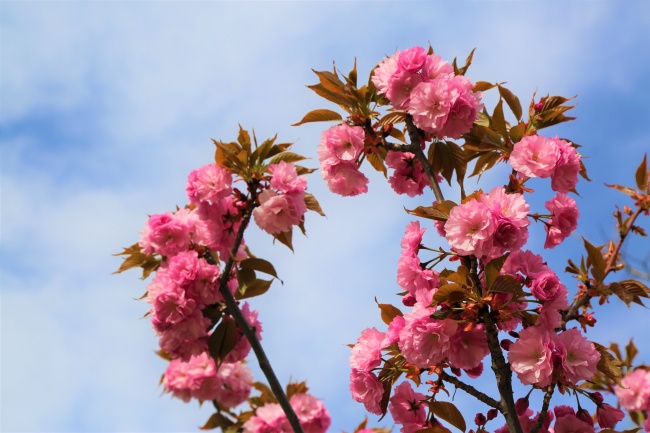 唯美樱花摄影图片