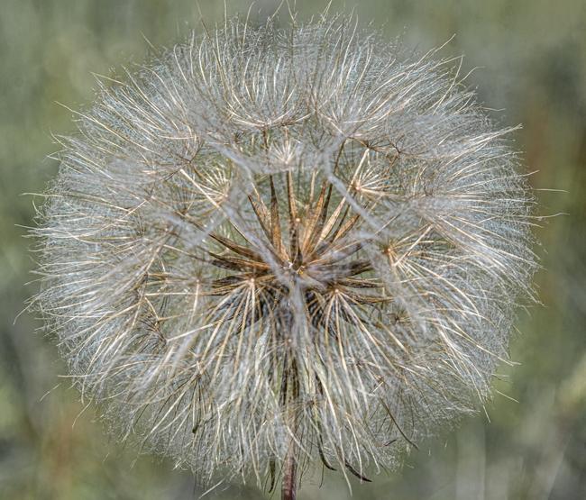野生蒲公英种子图片