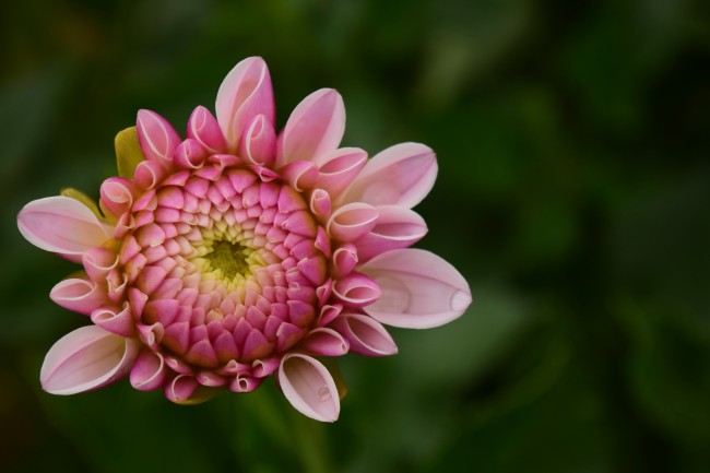 粉红色娇琴纱图片