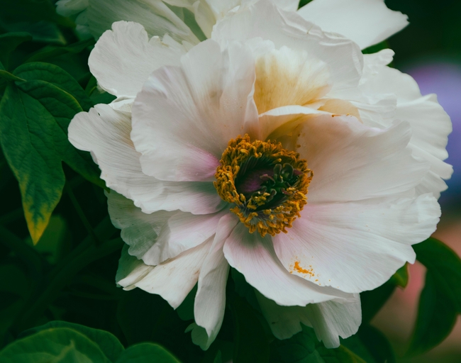 白色牡丹花微距特写摄影图片