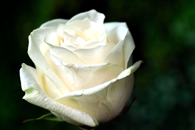 实拍白玫瑰图片