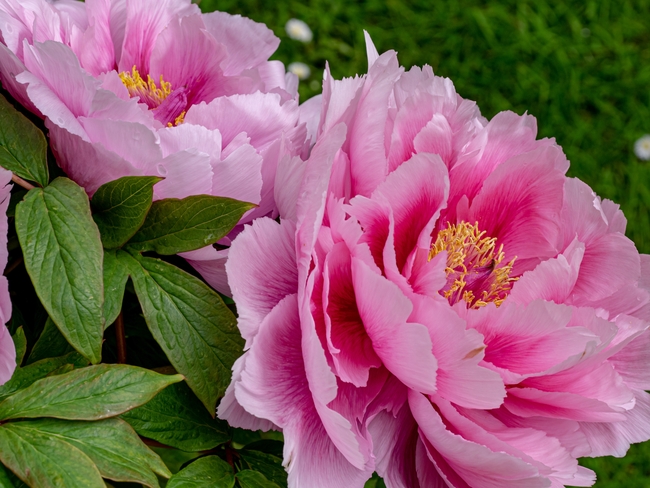 微距特写粉色洛阳牡丹花图片