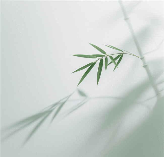 清新竹叶影子禅意背景图片