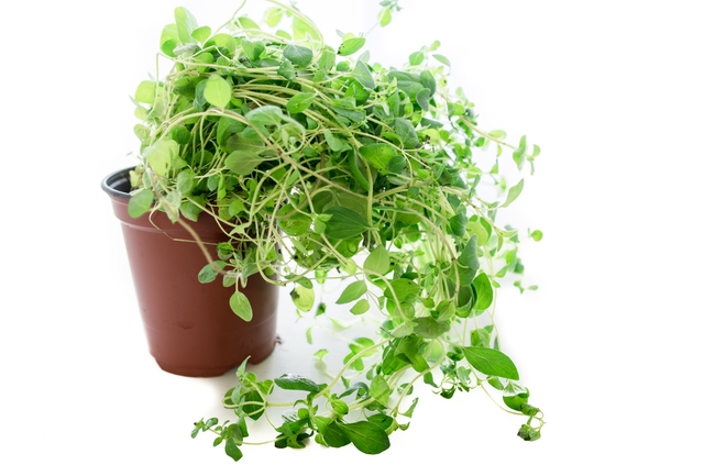 盆栽绿色草本植物图片