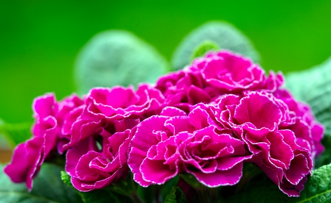 玫红色微距花朵图片