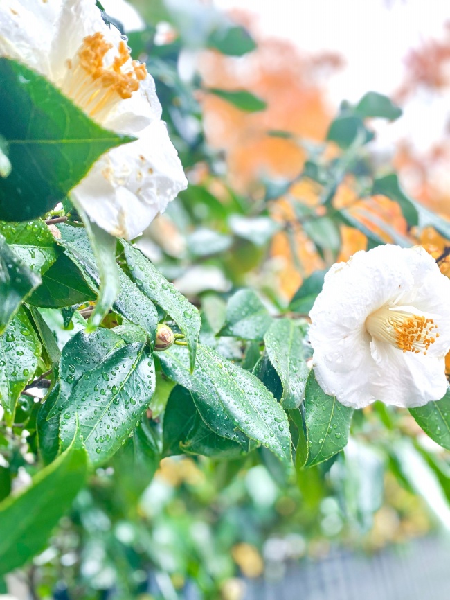 雨后白色山茶花图片