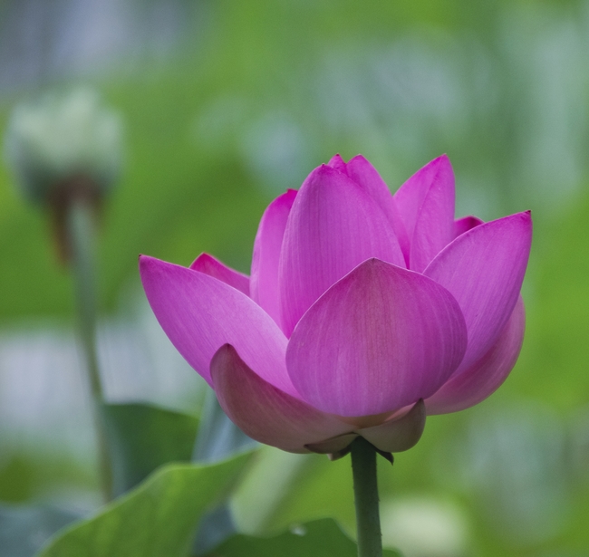 莲花池粉色莲花莲蓬摄影图片