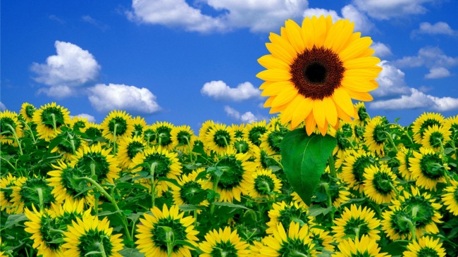 向日葵高清大图