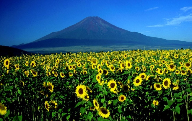 富士山下图片