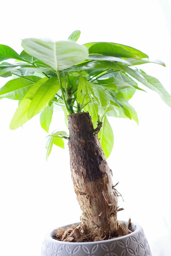 小发财树盆栽图片