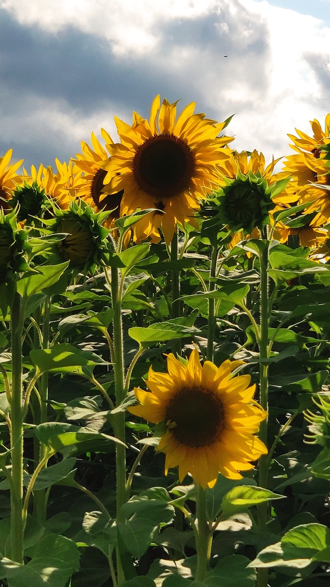 夏天原野向日葵花海风景摄影图片
