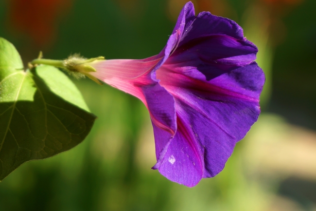 盛开的紫色牵牛花图片