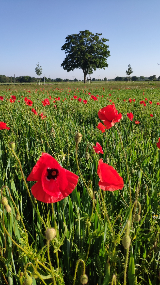 草原红色罂粟花花海树木图片