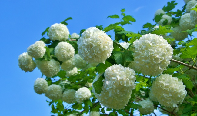 白色琼花盛开图片