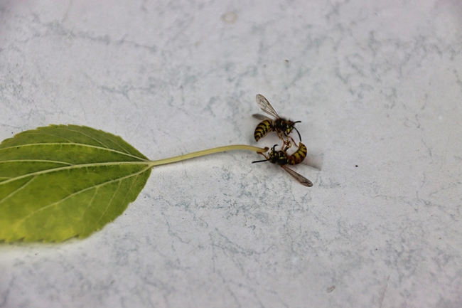 夏天黄蜂图片