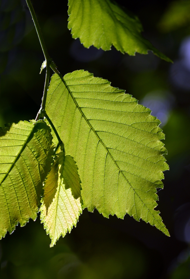 绿色树叶局部特写摄影图片