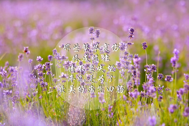 唯美紫色花海文字图片