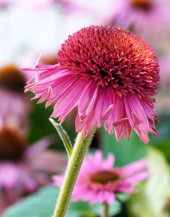 粉色松果菊图片