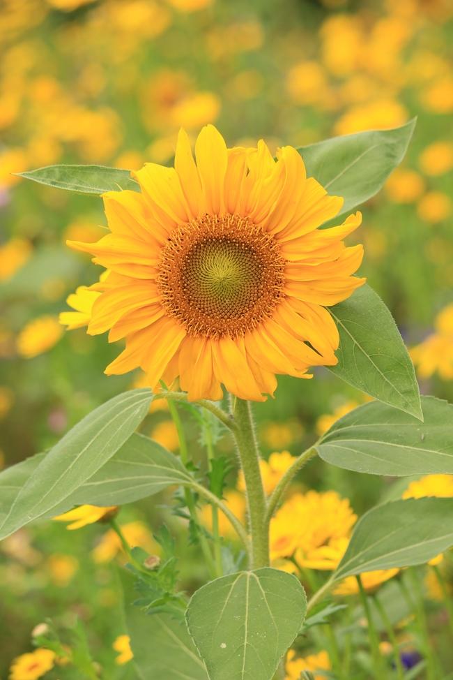 金色花草甸向日葵摄影图片