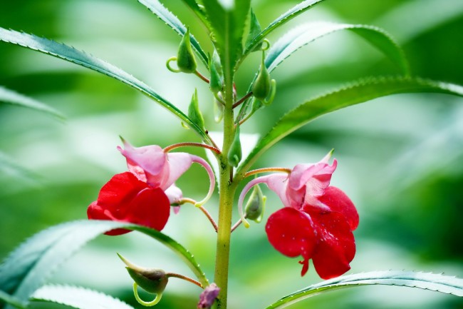 红色凤仙花图片