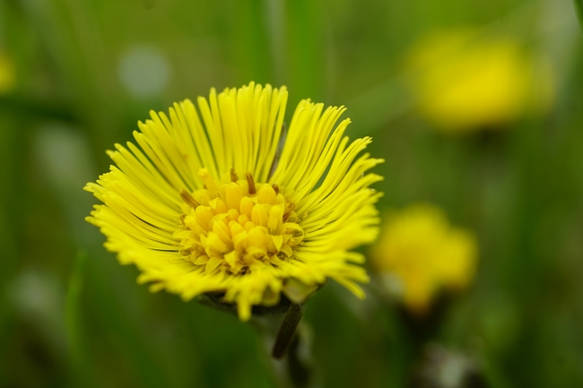 黄色蒲公英花局部特写摄影图片