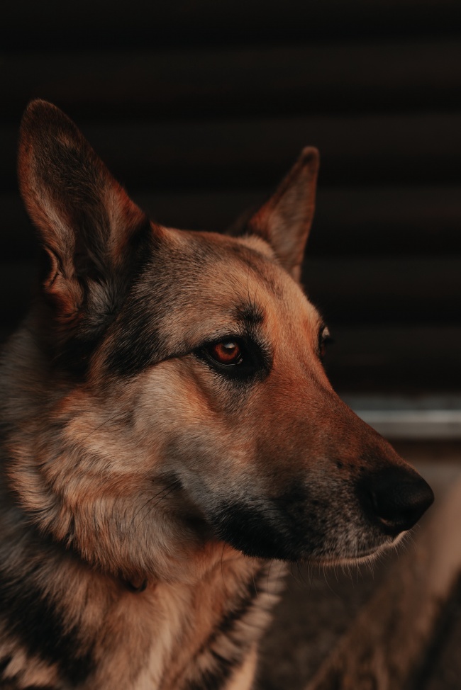帅气德牧犬图片