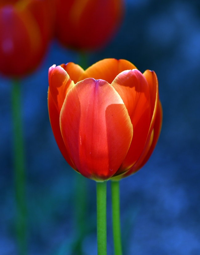 橙色郁金香花开摄影图片