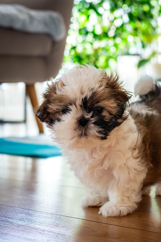 家养可爱西施犬摄影图片
