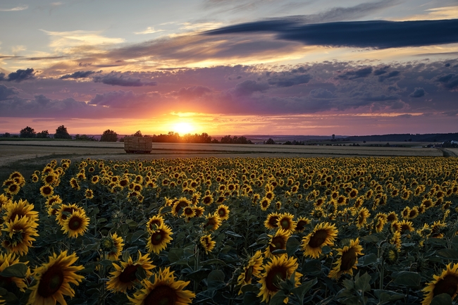日暮黄昏向日葵花海风景图片