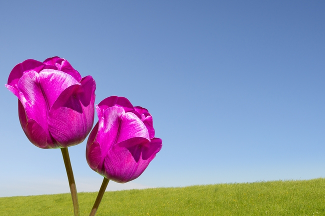 蓝天草地紫色郁金香摄影图片
