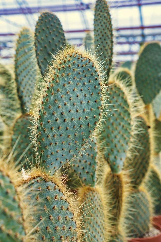 沙漠热带植物仙人掌图片
