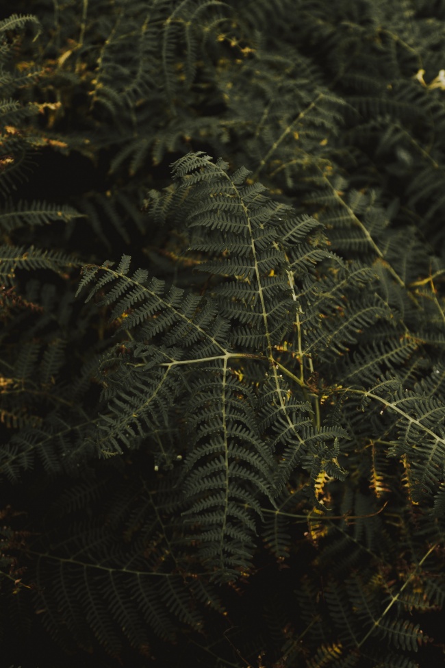 绿色的蕨类植物图片