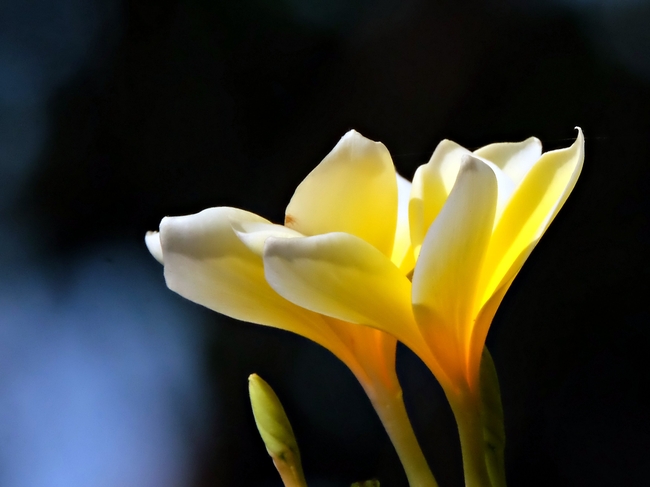 黄色鸡蛋花微距特写摄影图片