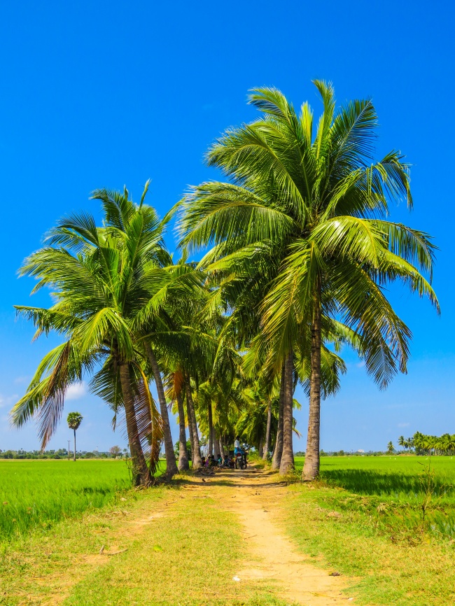 夏日棕榈树图片