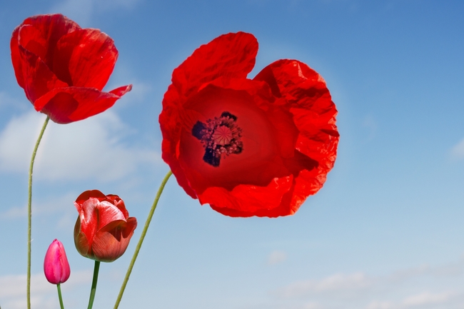 蓝色天空下绽放的罂粟花图片