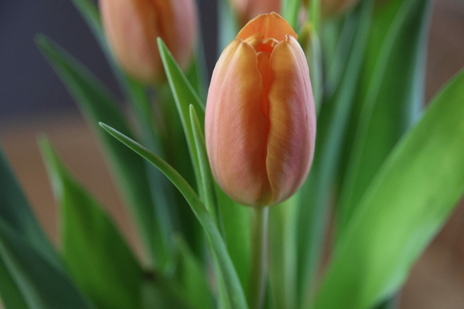 橙色郁金香微距摄影图片