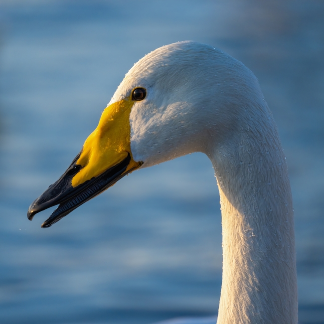 黄嘴天鹅头部摄影图片
